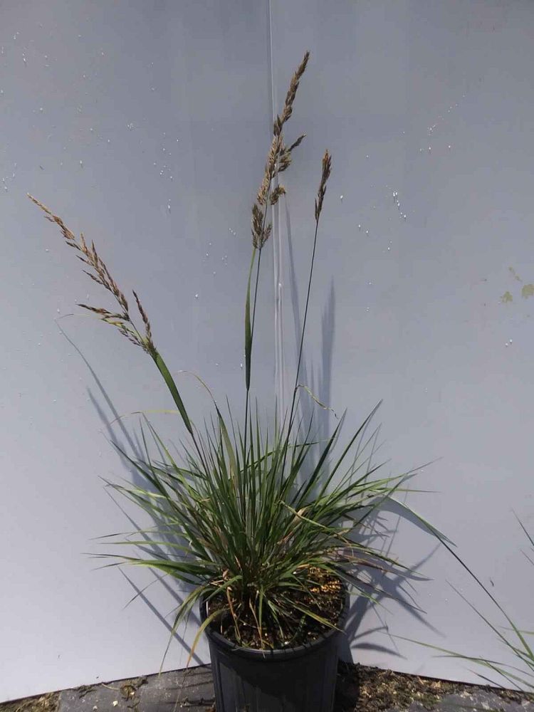 calamagrostis-x-acutiflora-karl-foerster-feather-reed-grass