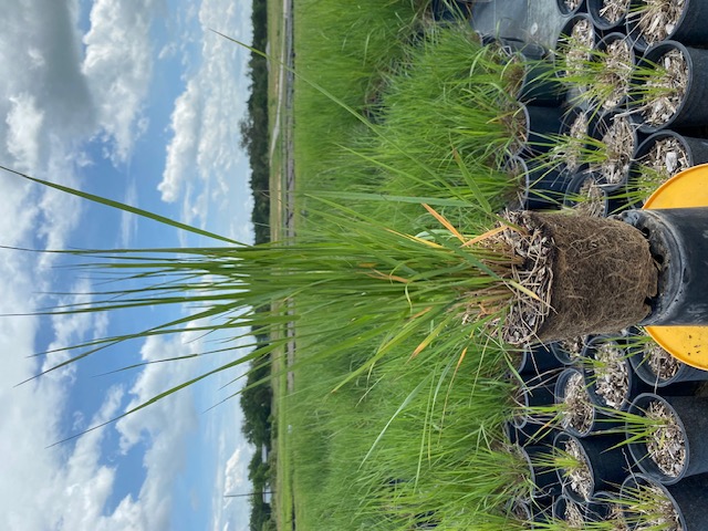 calamagrostis-x-acutiflora-karl-foerster-feather-reed-grass