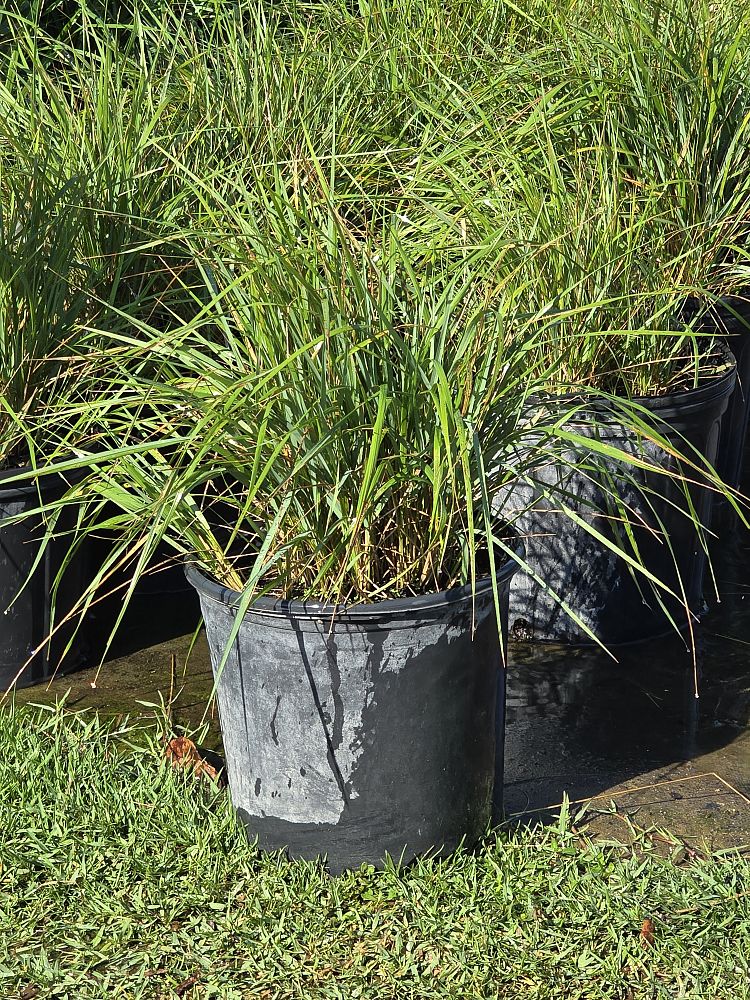calamagrostis-x-acutiflora-karl-foerster-feather-reed-grass