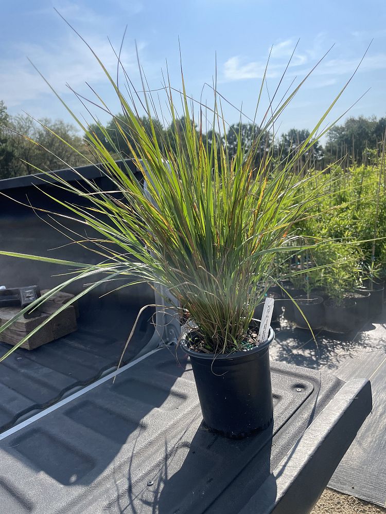 calamagrostis-x-acutiflora-karl-foerster-feather-reed-grass