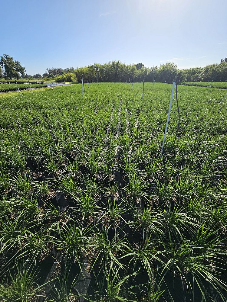 calamagrostis-x-acutiflora-karl-foerster-feather-reed-grass