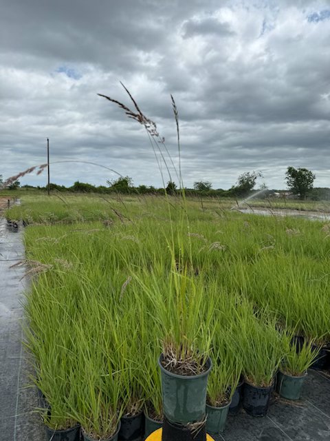 calamagrostis-x-acutiflora-karl-foerster-feather-reed-grass