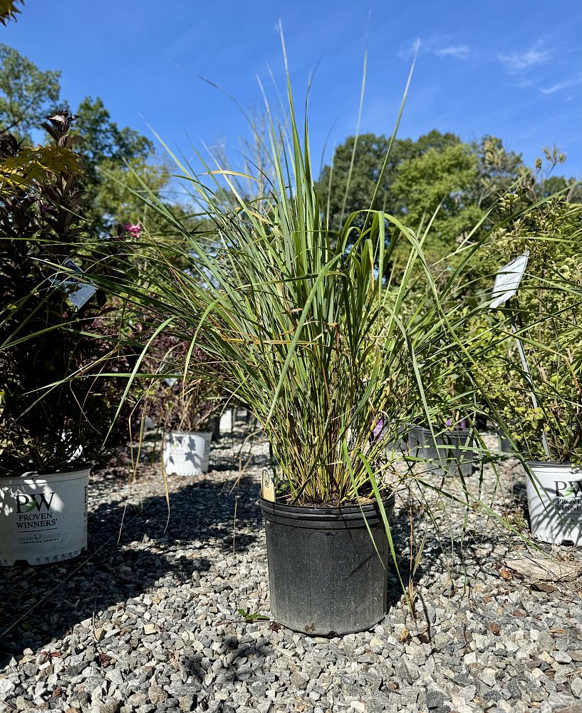 calamagrostis-x-acutiflora-karl-foerster-feather-reed-grass