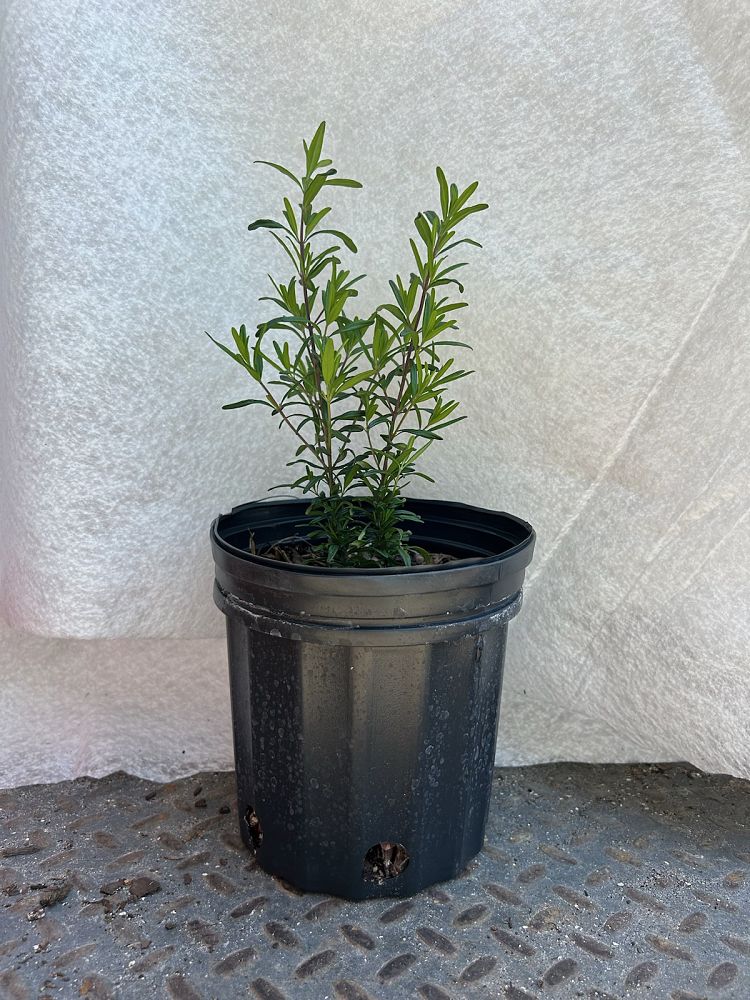 calamintha-calamint