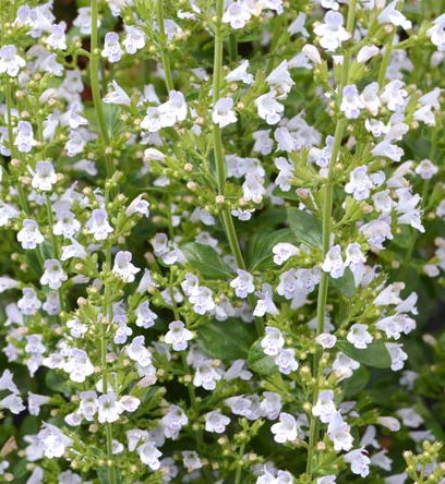 calamintha-nepeta-montrose-white-lesser-calamint
