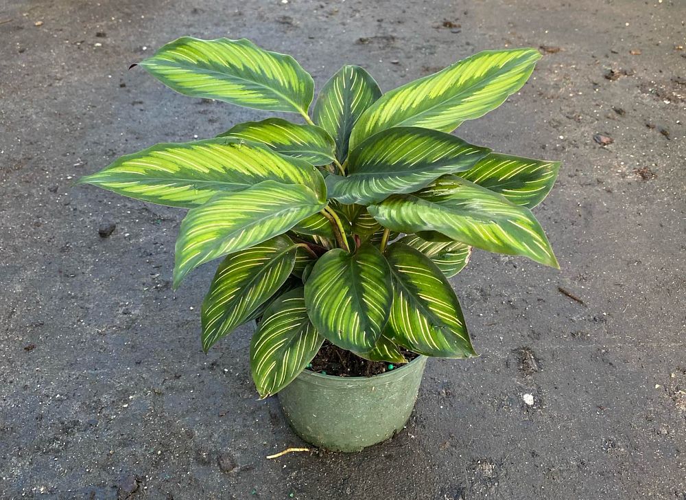 calathea-beauty-star