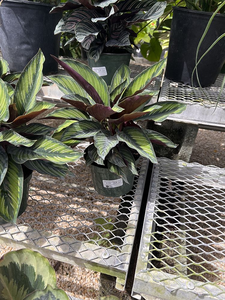 calathea-beauty-star