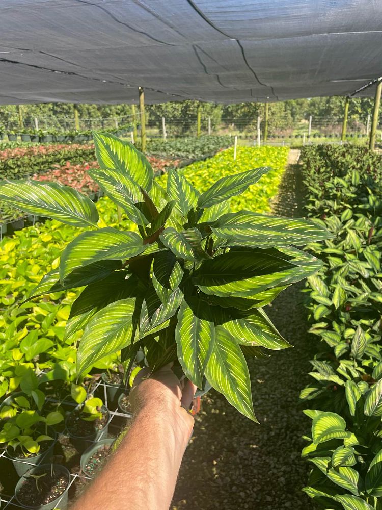 calathea-beauty-star