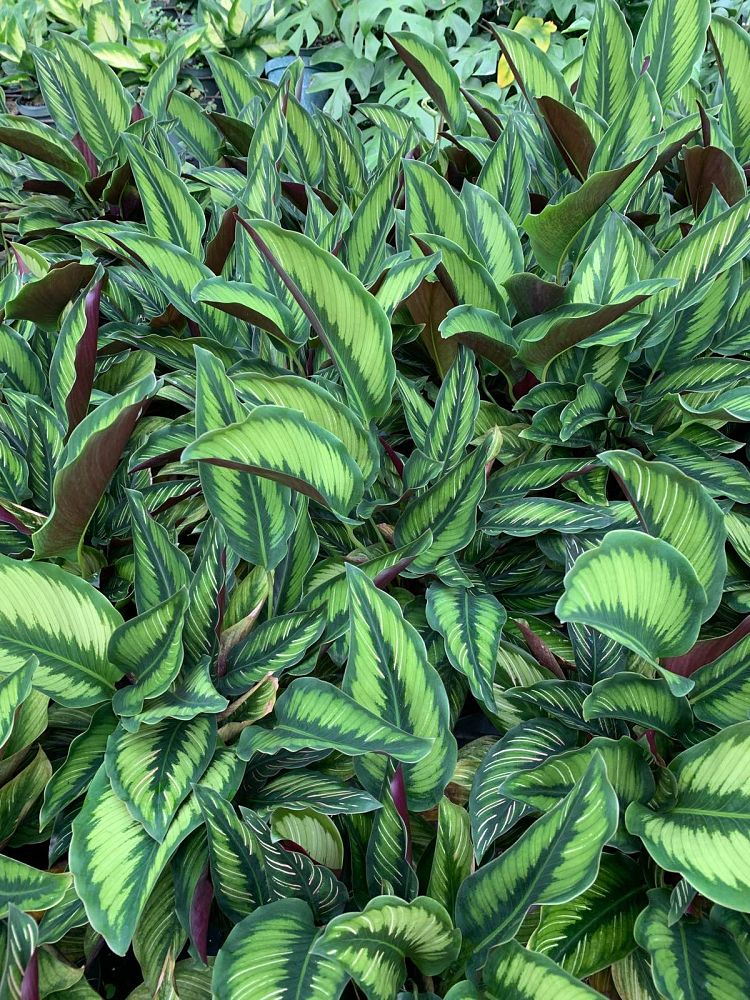 calathea-beauty-star