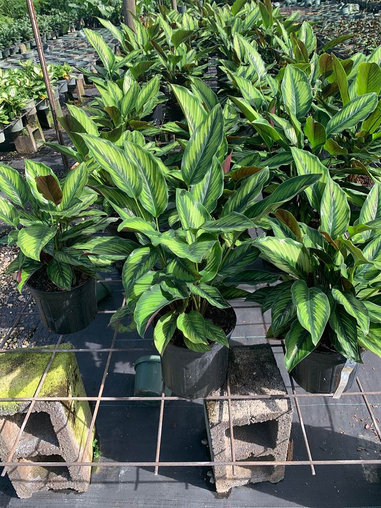 calathea-beauty-star