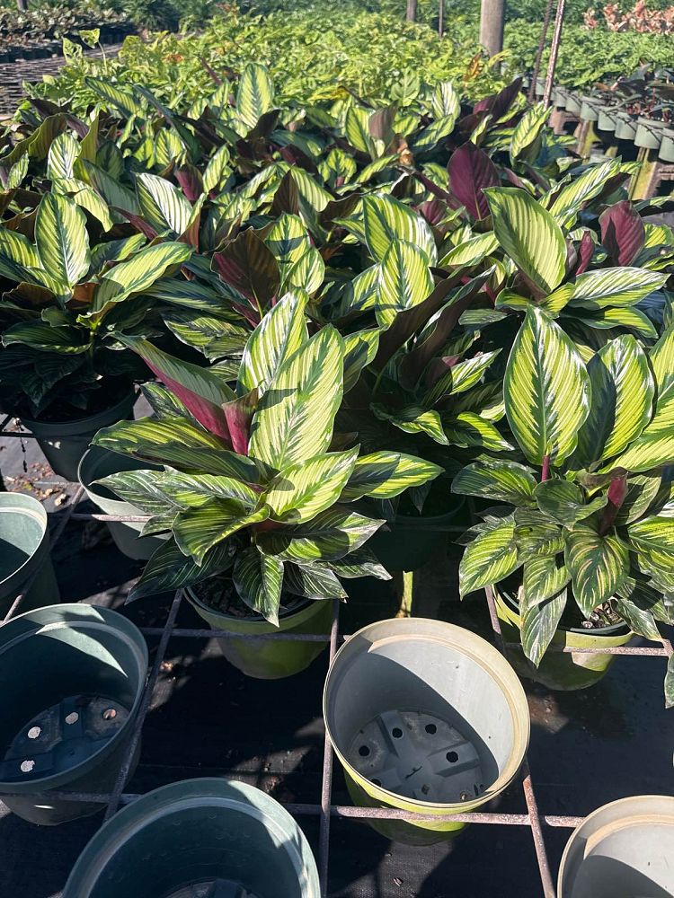calathea-beauty-star
