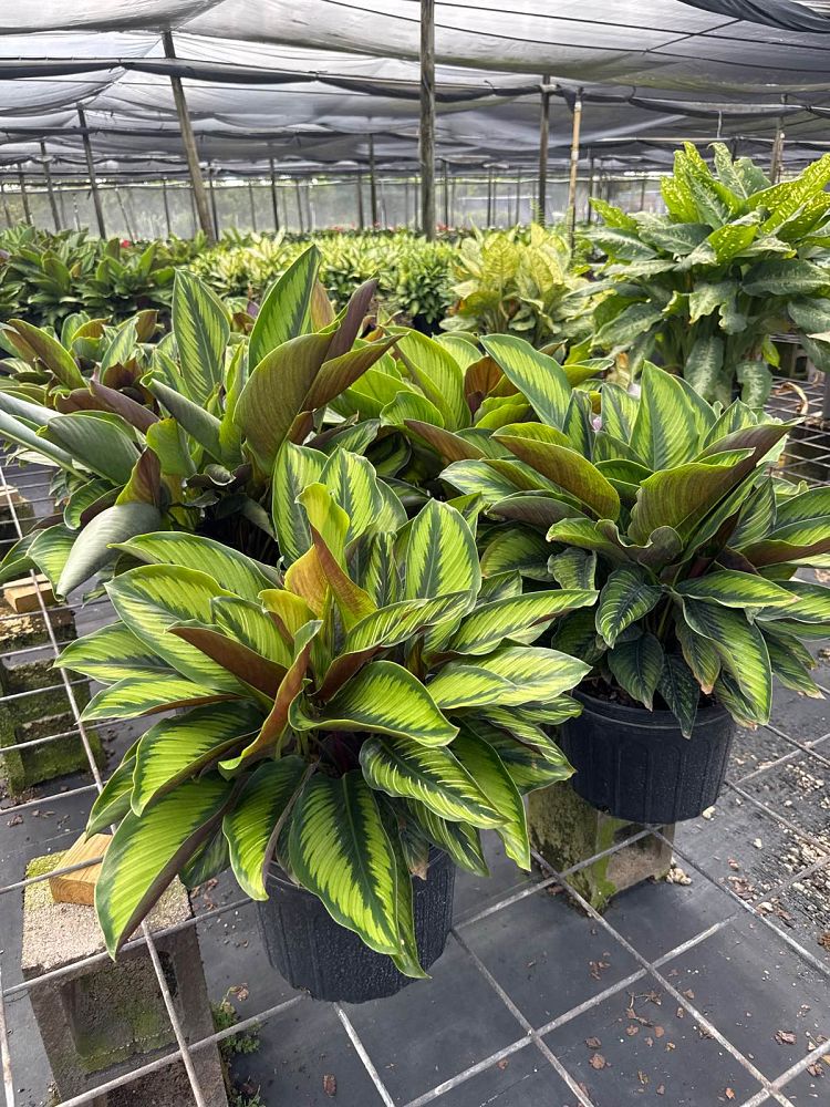 calathea-beauty-star
