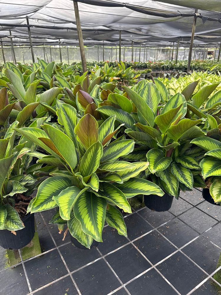 calathea-beauty-star