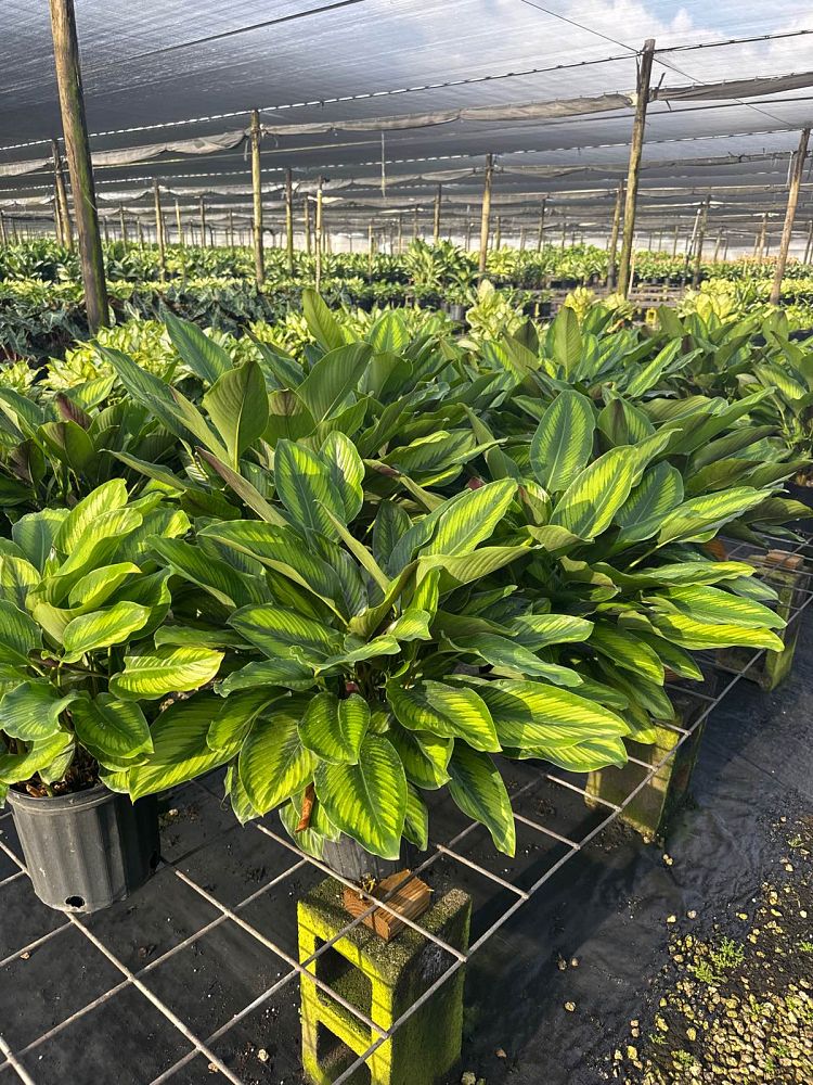 calathea-beauty-star