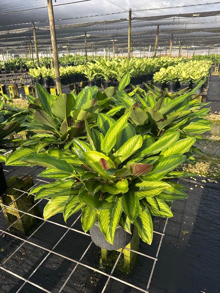 calathea-beauty-star