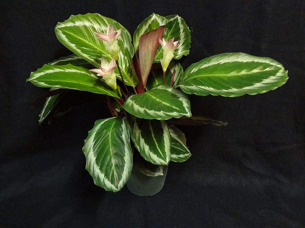 calathea-bicajoux-cobra-pink