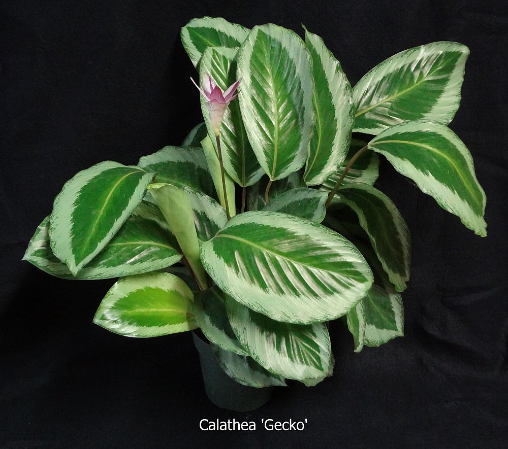 calathea-bicajoux-gekko-pink