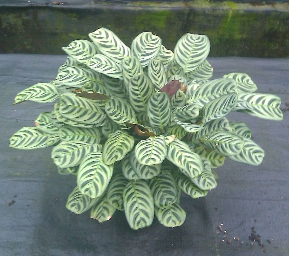 calathea-burle-marxii