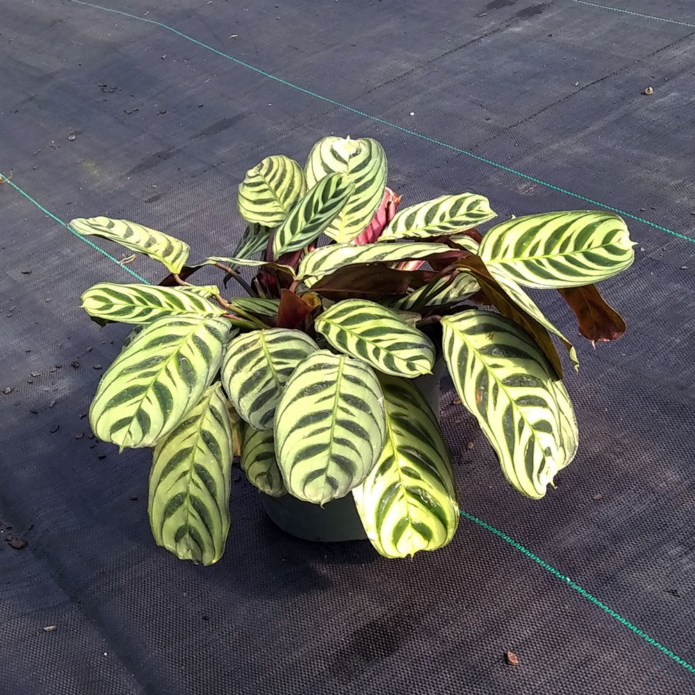 calathea-burle-marxii