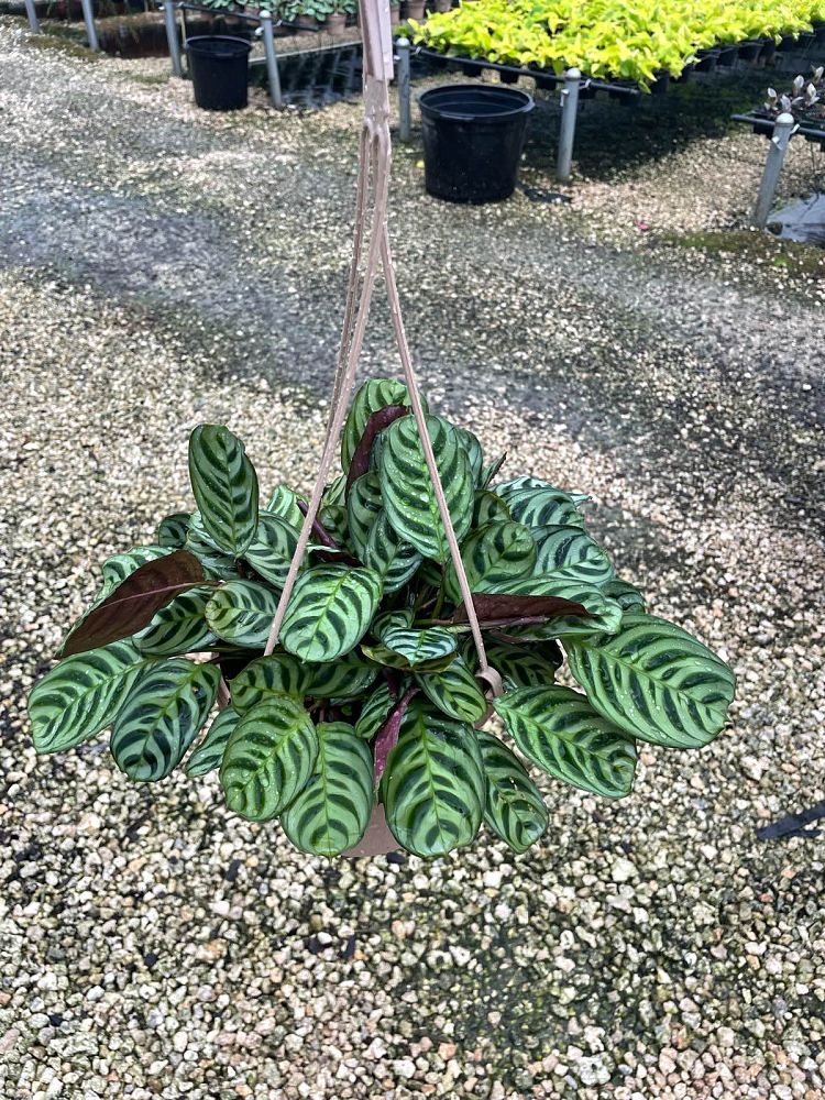 calathea-burle-marxii