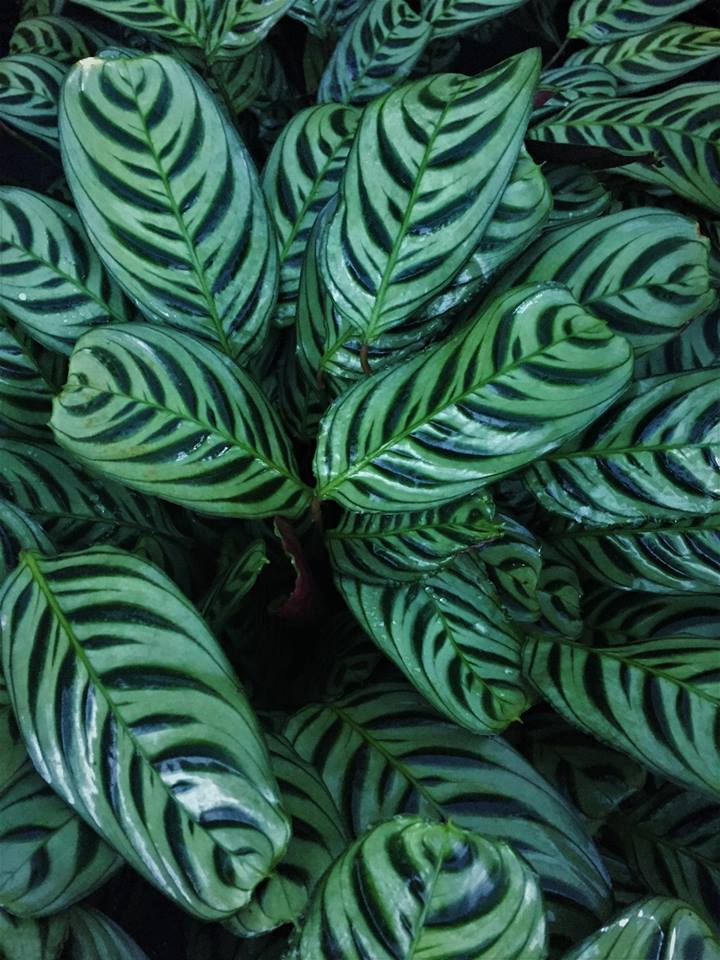 calathea-burle-marxii