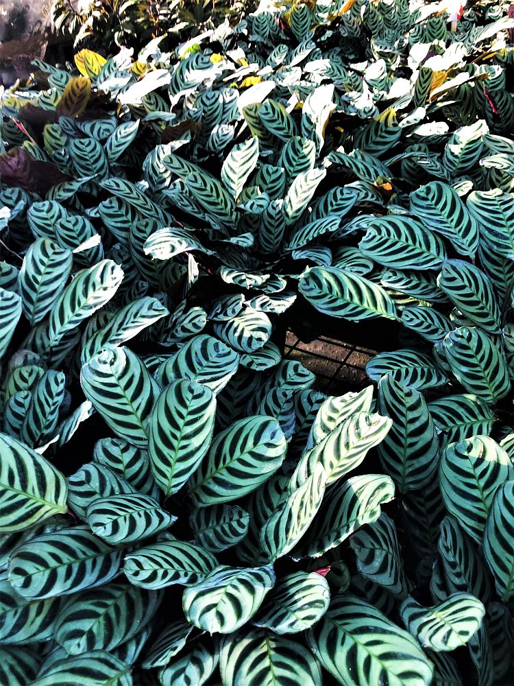 calathea-burle-marxii