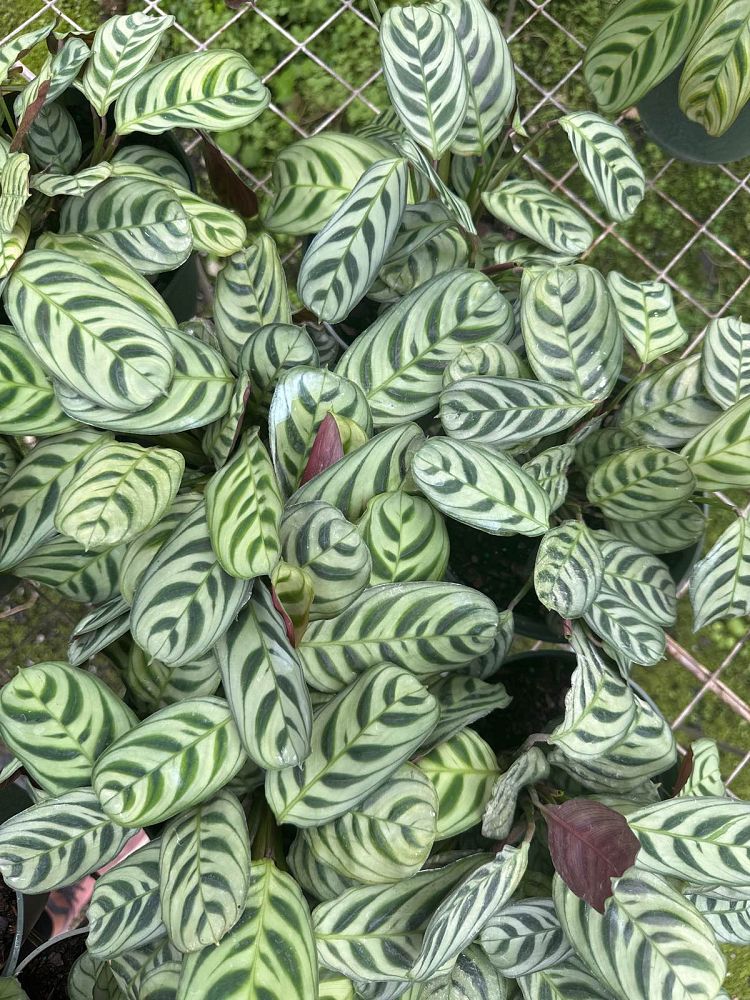 calathea-burle-marxii