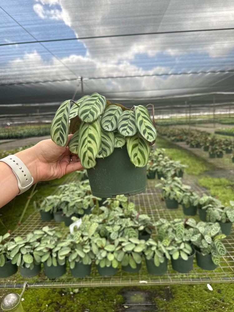 calathea-burle-marxii