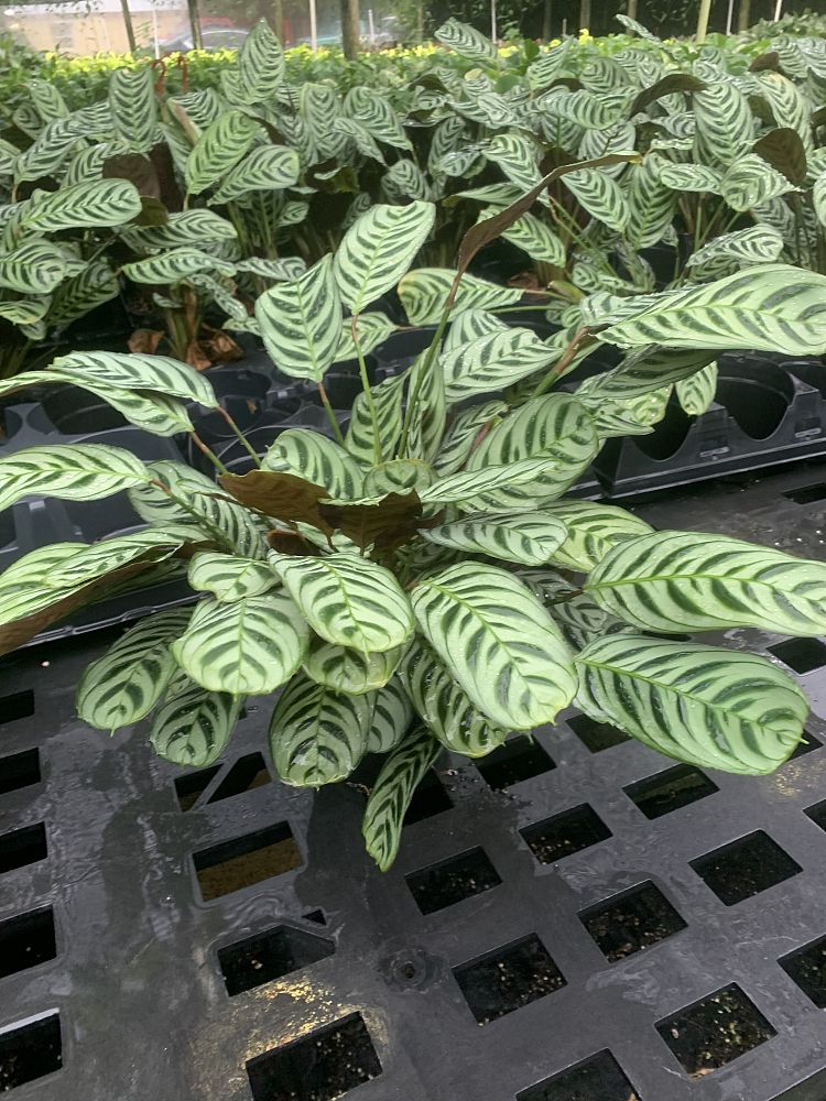 calathea-burle-marxii