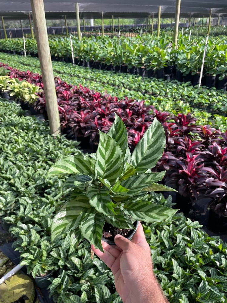calathea-concinna-freddie-prayer-plant
