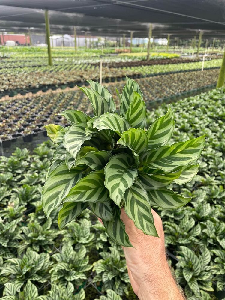 calathea-concinna-freddie-prayer-plant