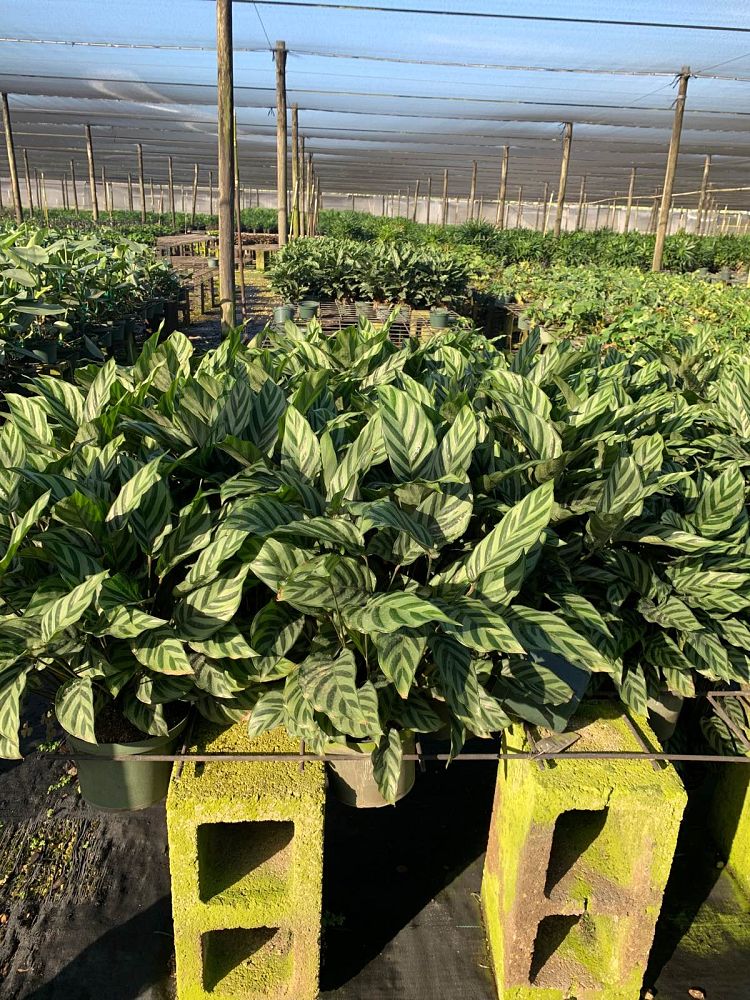 calathea-concinna-freddie-prayer-plant