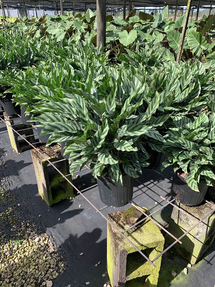 calathea-concinna-freddie-prayer-plant