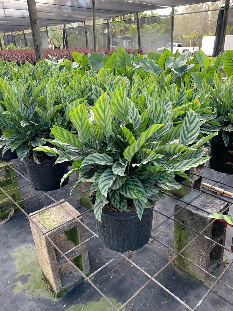 calathea-concinna-freddie-prayer-plant