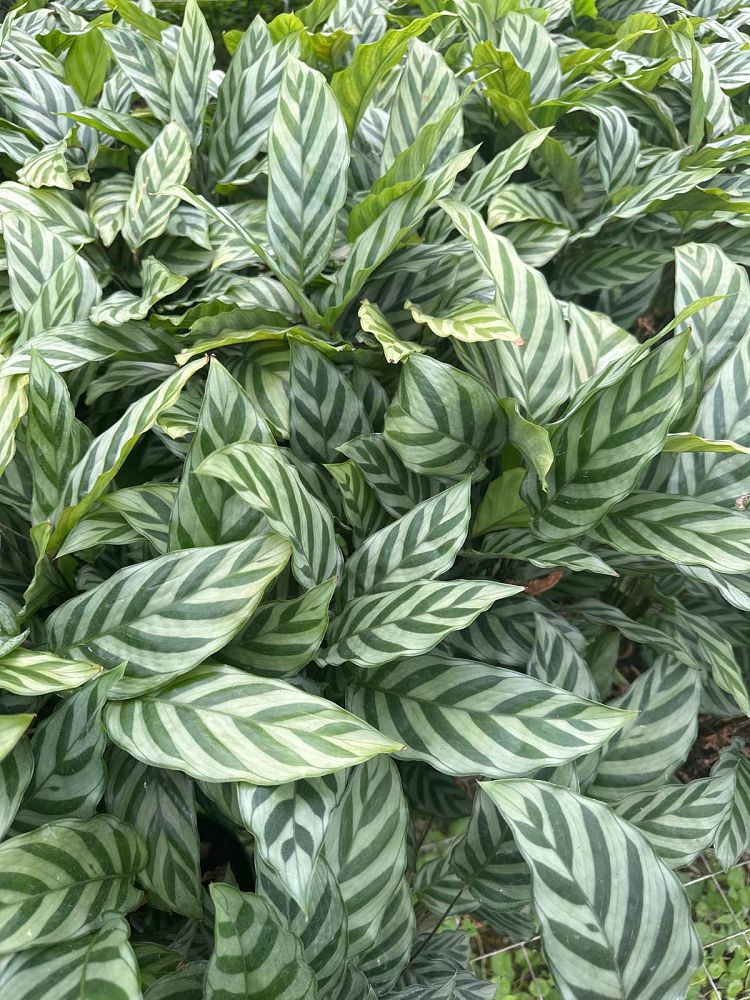 calathea-concinna-freddie-prayer-plant