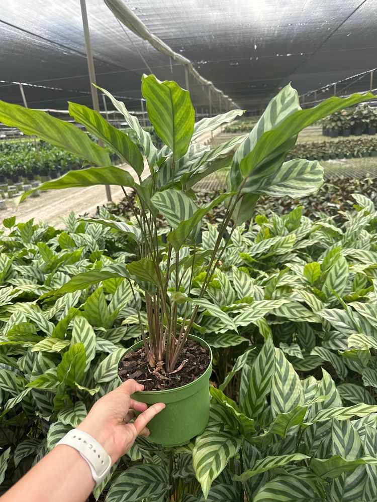 calathea-concinna-freddie-prayer-plant