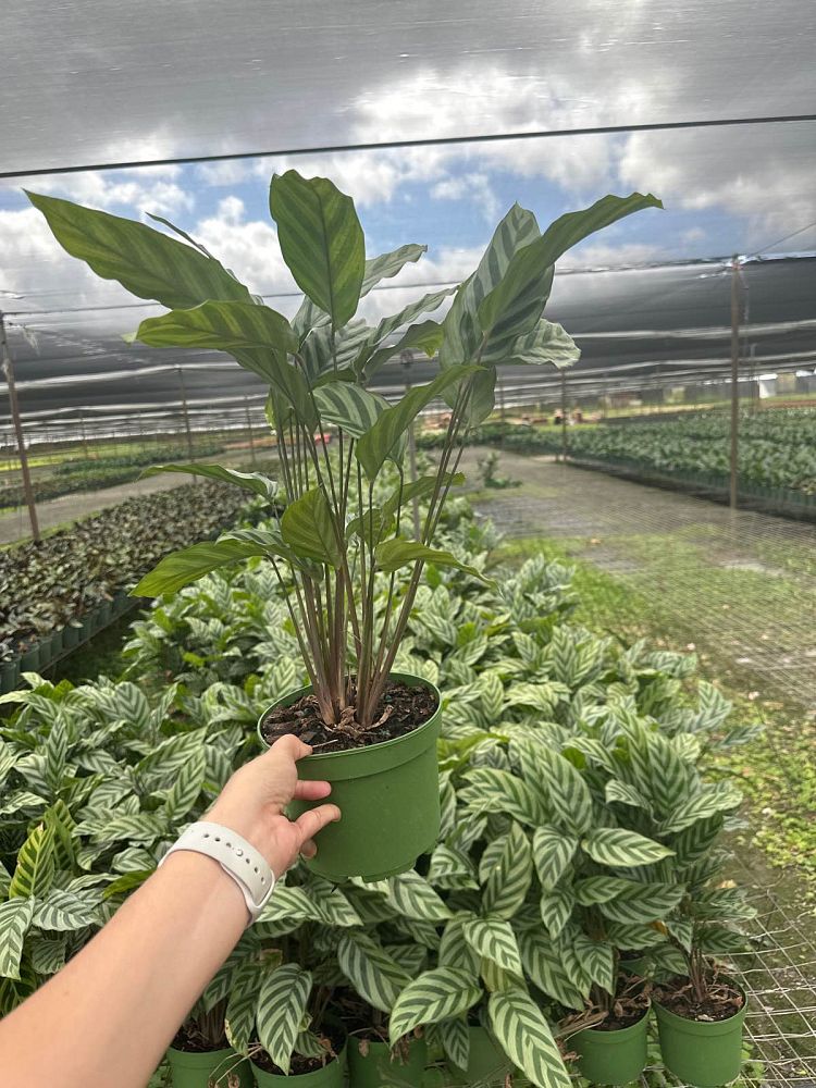 calathea-concinna-freddie-prayer-plant