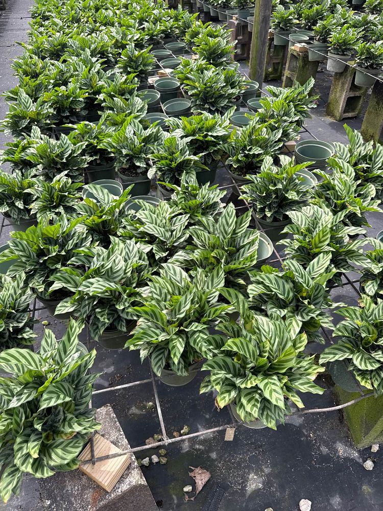 calathea-concinna-freddie-prayer-plant