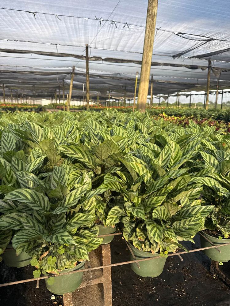 calathea-concinna-freddie-prayer-plant