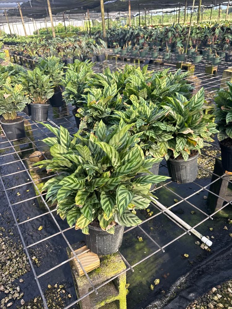 calathea-concinna-freddie-prayer-plant