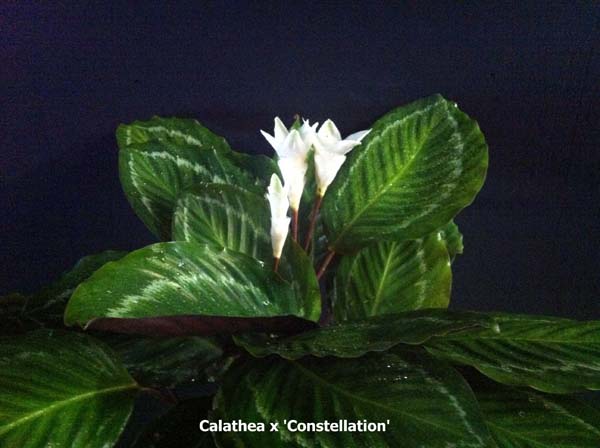 calathea-constellation