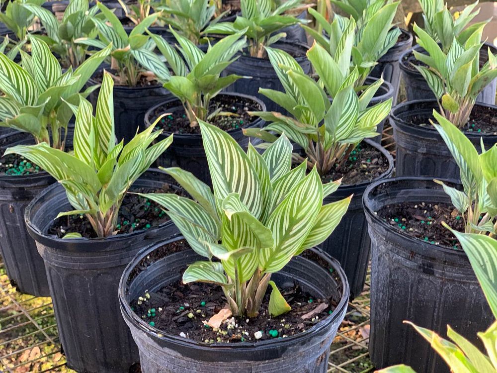 calathea-eliptica-vittata