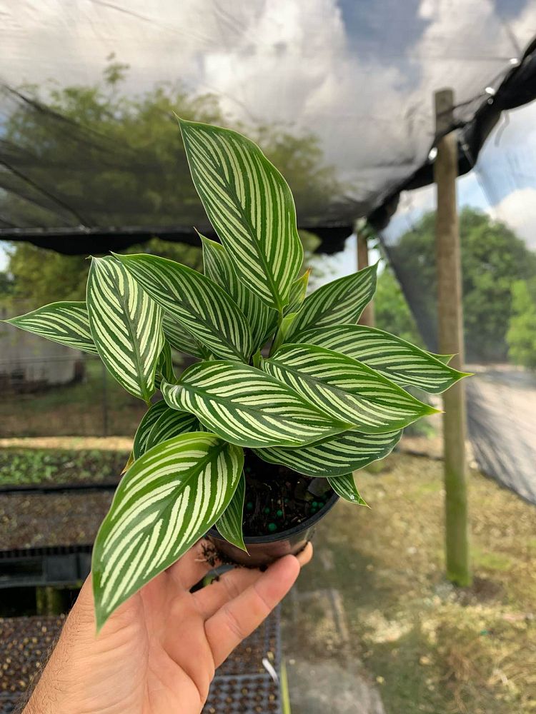 calathea-eliptica-vittata