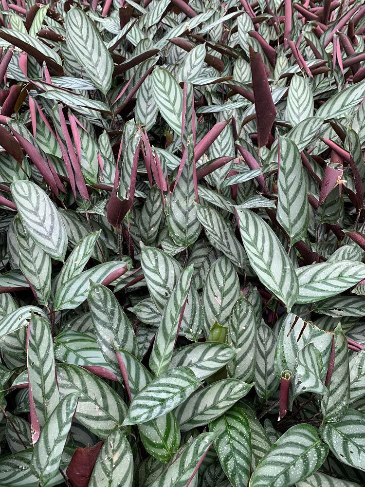 calathea-exotica