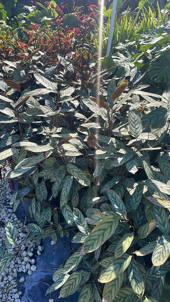 calathea-exotica
