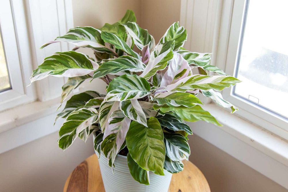 calathea-fusion-white