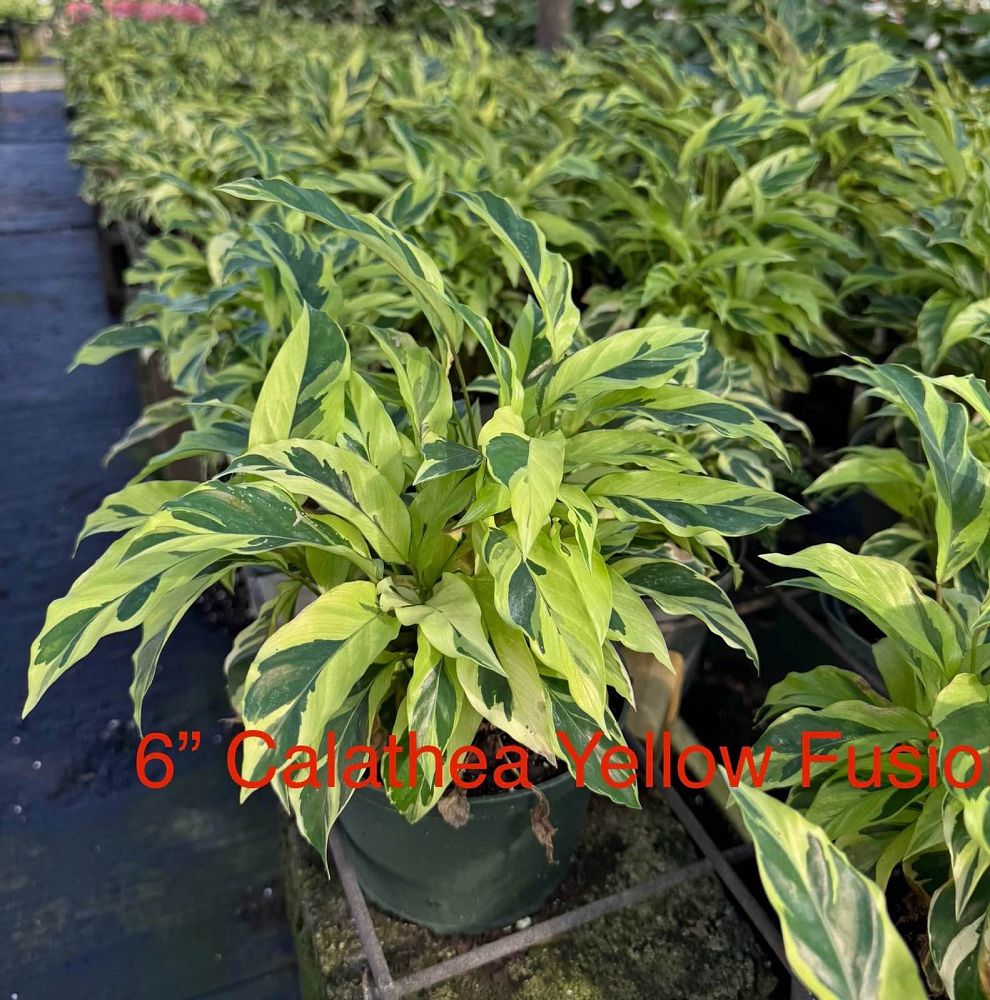 calathea-fusion-yellow