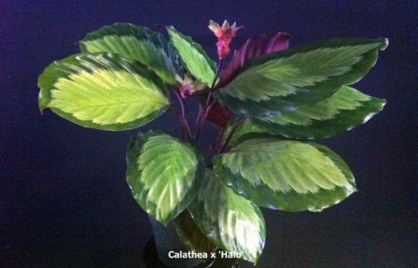 calathea-halo
