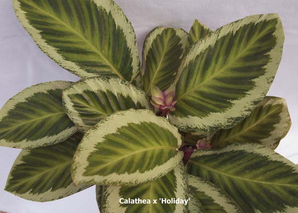 calathea-holiday