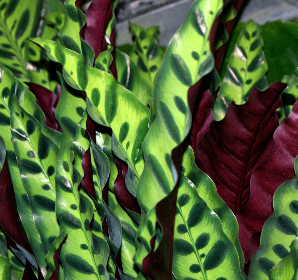 calathea-insignis-rattlesnake-plant